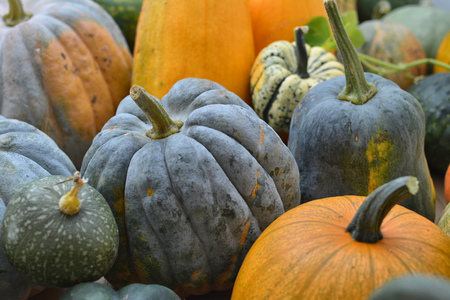 Group of pumpkins varieties