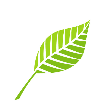 Green leaf vectorのイラスト素材