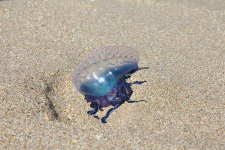 Portuguese man o' war Physalia physalis
