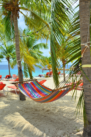 Hammock hanging between palm trees on Curacao beachの写真素材