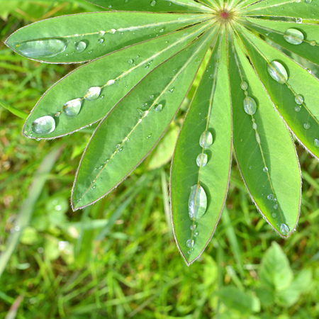 Rain drops on green leaf of Lupinusの写真素材