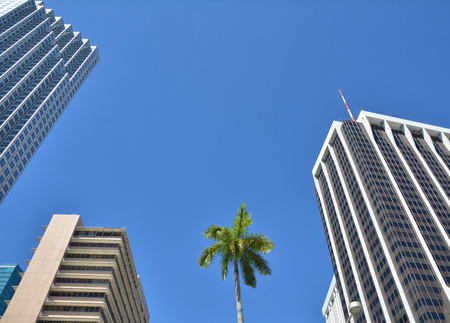 Miami Downtown skyscraper buildings, palm tree and blue skyの写真素材
