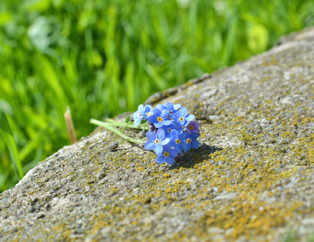 Forget me not flowers buquet on stoneの写真素材
