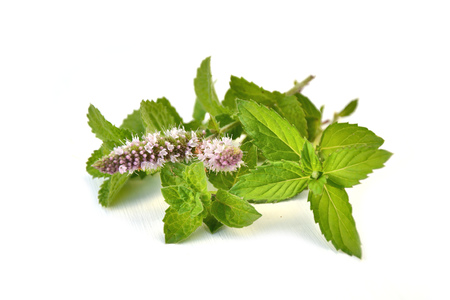 Fresh mint leaves on white background. Various cultivars