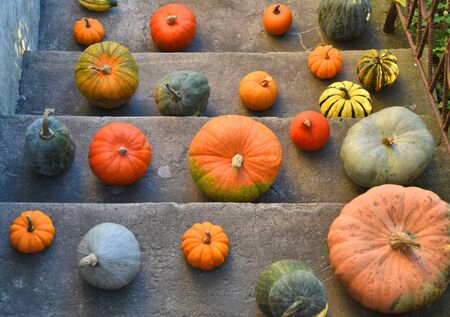 Pumpkins on the old outdoor stairsの写真素材