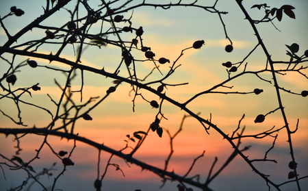 Sunset sky in autumn through rose hip twigsの写真素材