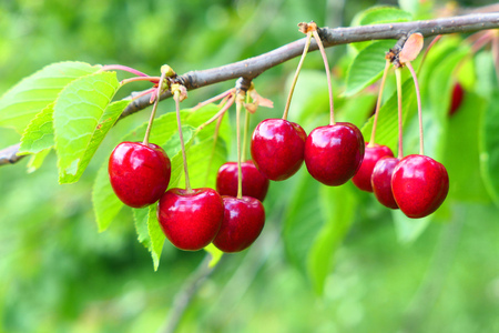 Sweet cherries hanging on the tree branch