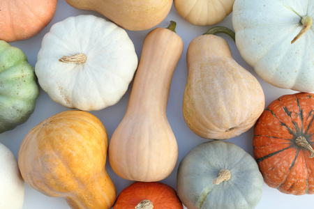 Pumpkins and winter squashes, bright colors background