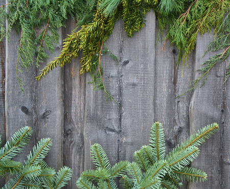 Christmas tree spruce fresh branches border on wooden wall background. Christmas decorationの写真素材