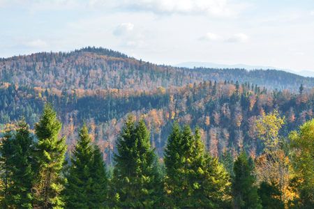 Autumn forest in Carpathian mountains in Poland.の写真素材