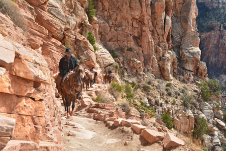 Grand Canyon Village, USA - MARCH 25, 2018 : Mule trip rides from the bottom of Grand Canyonのeditorial素材