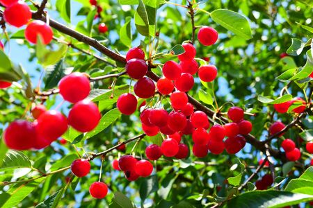 Red cherries fruits hanging on branch. Summer time.