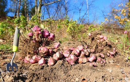 The Jerusalem artichoke harvest. Autumn organic vegetable garden.の写真素材