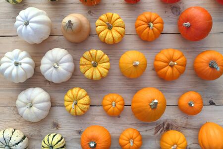 Colorful pumpkins and squashes collection. Autumn background.