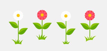 White and pink daisy flowers growing. Vector illustration.のイラスト素材