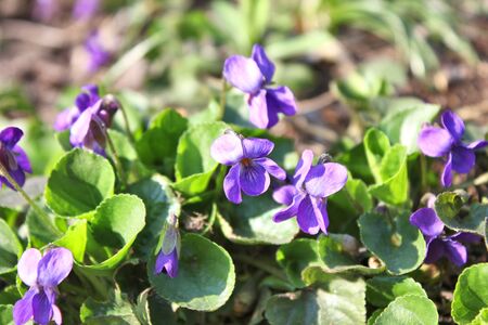 Closeup of spring violet flowers Viola odorata growing in the garden,