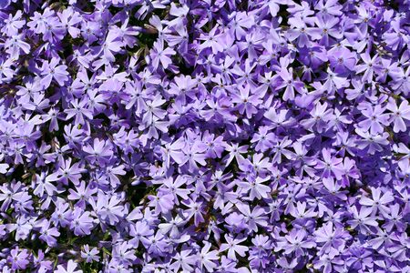 Background of bright purple Phlox flowers. の写真素材