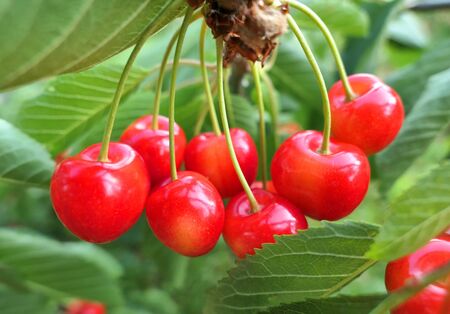 Sweet cherry fruits hanging on the branch. Cherry tree. Selective focus.