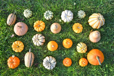 Various colorful varieties of winter squash and pumpkins on the grass in garden.の写真素材