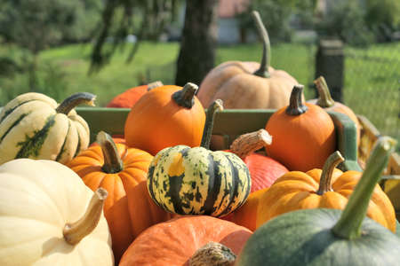 Various pumpkins and squashes harvest stack in the garden.の写真素材
