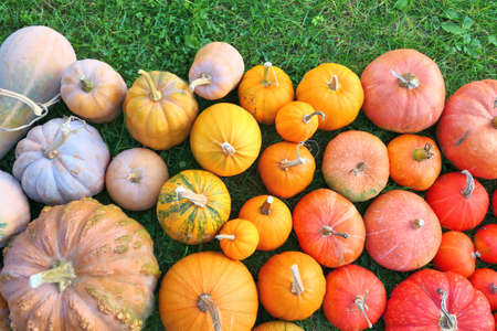 Pumpkins and squashes, colorful autumn vegetables.の写真素材