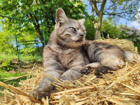 Cute cat on a pile of straw in summer garden.の写真素材