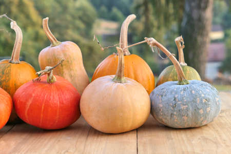 Pumpkins colors collection. Autumn background.