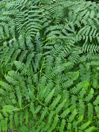 Green ferns leaves forest background. Summer lush foliage.の写真素材