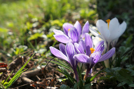 Beautiful purple crocus flowers growing in forest. First flower signs of spring.