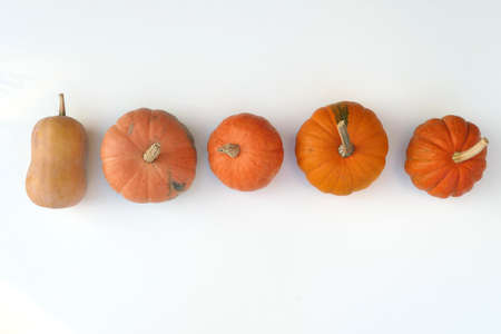 Autumn pumpkins varieties collectionの写真素材