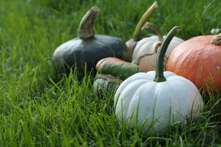Pumpkins in the grass. Different varieties of squashes in the garden. White pumpkin.の写真素材