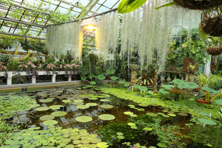 Aquatic plants grow in a pond in a greenhouse of a botanical garden.の写真素材