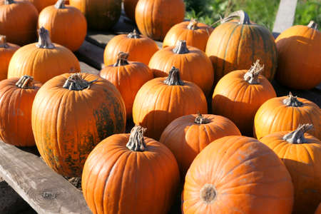 Pumpkins at the outdoor farmers market.の写真素材