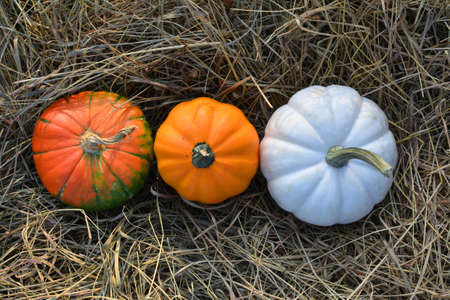 Three pumpkins colors on straw. Autumn background.