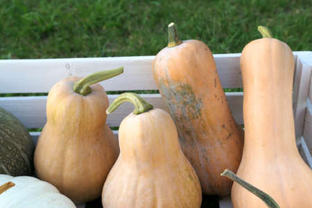 Butternut squashes in white box. Autumn pumpkins harvest.