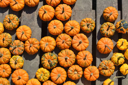 Orange mini Jack be Little pumpkins background.の写真素材