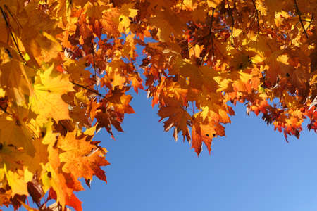 Autumn maple tree leaves over blue sky. Yellow leaves background.