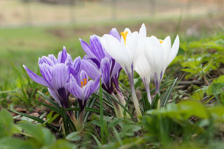 Spring crocus flowers in purple and white colors growing in the garden.の写真素材
