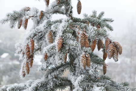 Frozen cones and branches of spruce tree. Winter nature.の写真素材