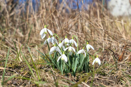 Snowdrops flowers growing in garden. First signs of spring. Early spring flowers.