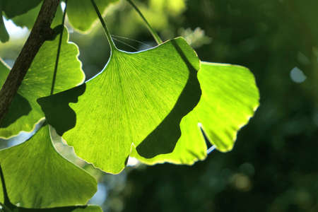 Ginkgo biloba tree leaves backlit by sun.の写真素材