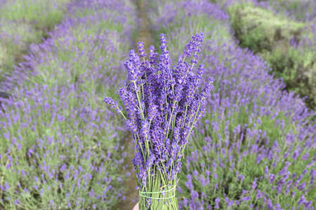 Bouquet of fresh lavender flowers on lavender field.の写真素材