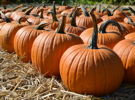 Pumpkin farm in October. Orange pumpkins collection on straw.の写真素材
