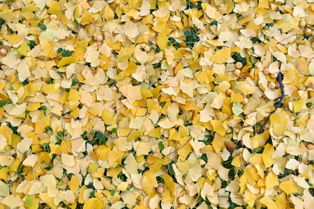 Autumn leaves background. Ginkgo biloba fallen leaves and fruits.の写真素材