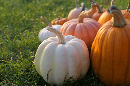 Autumn pumpkins in sunset llight. Pumpkins in the garden.の写真素材