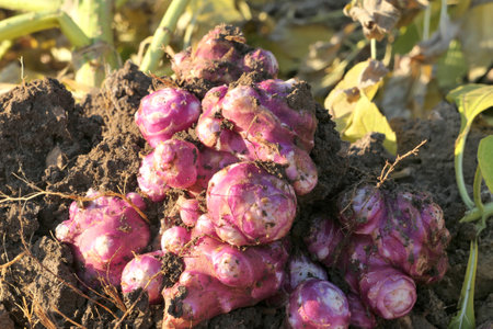 Fresh Jerusalem artichoke root tubers dug out from the soil close up . Autumn organic vegetable garden.の写真素材