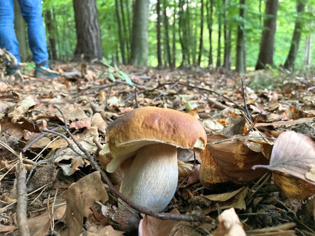 Picking mushrooms in the forest. Porcini mushroom Boletus edulis growing in the soil.の写真素材