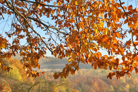 Autumn leaves on beech tree branch. Beautiful sunny autumn landscape.の写真素材
