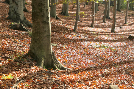Sunlight in beech trees forest in autumn. Fallen leaves.の写真素材