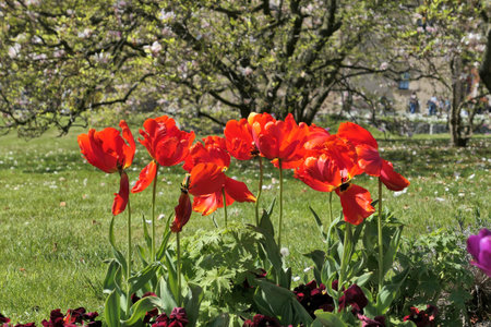 Red tulips flowers blooming in garden in Krakow,Poland.の写真素材
